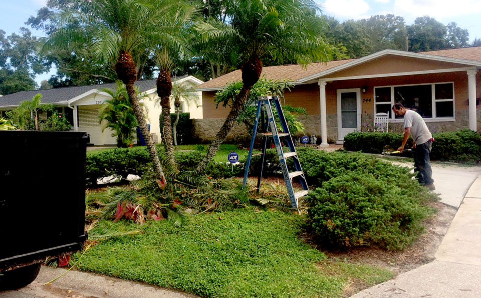 Tree Trimming